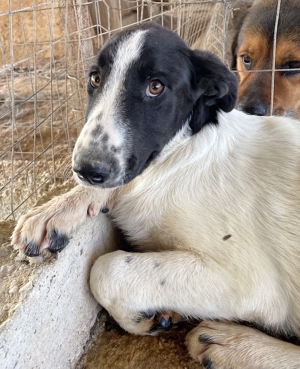 Tonka, geb. ca. 01/2022, in GRIECHENLAND, auf Gelände, auf dem Hunde notdürftig versorgt werden Bild 4