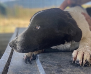 Tonka, geb. ca. 01/2022, in GRIECHENLAND, auf Gelände, auf dem Hunde notdürftig versorgt werden Bild 16