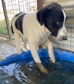 Tonka, geb. ca. 01/2022, in GRIECHENLAND, auf Gelände, auf dem Hunde notdürftig versorgt werden Bild 6