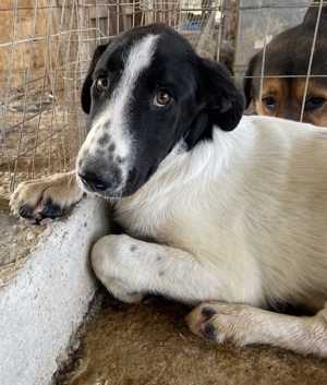 Tonka, geb. ca. 01/2022, in GRIECHENLAND, auf Gelände, auf dem Hunde notdürftig versorgt werden Bild 3