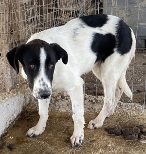 Tonka, geb. ca. 01/2022, in GRIECHENLAND, auf Gelände, auf dem Hunde notdürftig versorgt werden Bild 10