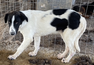 Tonka, geb. ca. 01/2022, in GRIECHENLAND, auf Gelände, auf dem Hunde notdürftig versorgt werden Bild 12