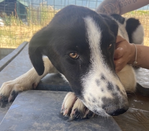 Tonka, geb. ca. 01/2022, in GRIECHENLAND, auf Gelände, auf dem Hunde notdürftig versorgt werden Bild 14