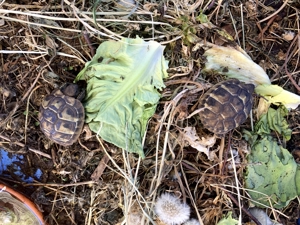 Griechische Landschildkröten gegen Schutzgebühr abzugeben Bild 1