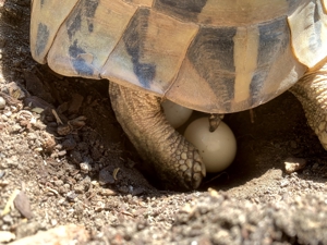 Griechische Landschildkröten gegen Schutzgebühr abzugeben Bild 3