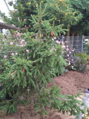 Zapfenfichte, Picea abies ``Acrocona``, ca. 2 m hoch Bild 2