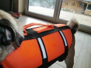 Schwimmweste / Rettungsweste für kleinen Hund Bild 4