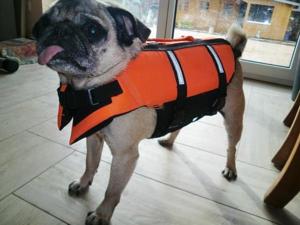 Schwimmweste / Rettungsweste für kleinen Hund Bild 2