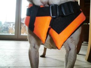 Schwimmweste / Rettungsweste für kleinen Hund Bild 3