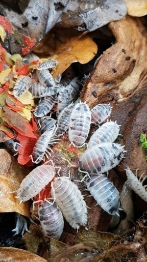 Porcellio laevis Panda (100 Tiere)