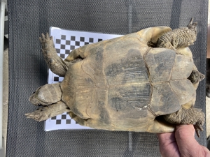 Maurische Landschildkröte Testudo Graeca Bild 3