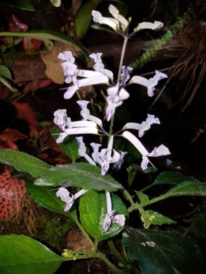 Plectranthus ernstii, Ableger Pflanzen für Regenwald Terrarium oder als Zimmerpflanze, Pflanze Bild 6