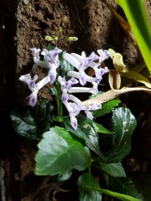 Plectranthus ernstii, Ableger Pflanzen für Regenwald Terrarium oder als Zimmerpflanze, Pflanze Bild 4