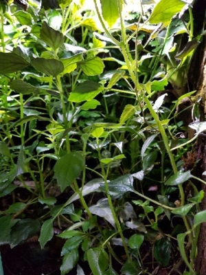 Plectranthus ernstii, Ableger Pflanzen für Regenwald Terrarium oder als Zimmerpflanze, Pflanze Bild 3