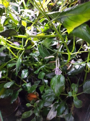 Plectranthus ernstii, Ableger Pflanzen für Regenwald Terrarium oder als Zimmerpflanze, Pflanze Bild 1