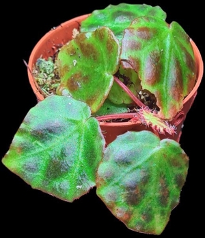 Begonia Rajah, Tropische Regenwald Terrarium Begonie, Pflanzen