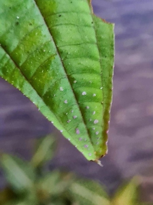Sonerila green Wings sp. Sumatra , Rarität für Tropen Regenwald Terrarium, Seltenheit Bild 3