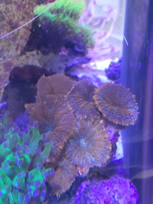 Korallen Ableger Scheibenanemonen Rhodactis Superman Ricordea SPS LPS Bild 2