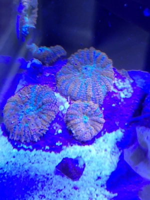 Korallen Ableger Scheibenanemonen Rhodactis Superman Ricordea SPS LPS Bild 5