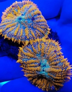 Korallen Ableger Scheibenanemonen Rhodactis Superman Ricordea SPS LPS Bild 4