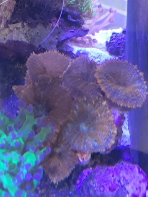 Korallen Ableger Scheibenanemonen Rhodactis Superman Ricordea SPS LPS Bild 3