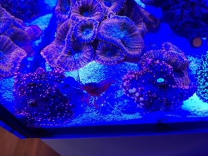 Korallen Ableger Scheibenanemonen Rhodactis Superman Ricordea SPS LPS Bild 9