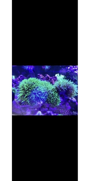Korallen Affengras Briareum hellgrün Weichkoralle  Bild 1