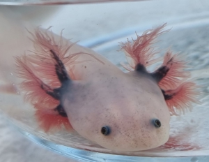 Axolotl Bild 1