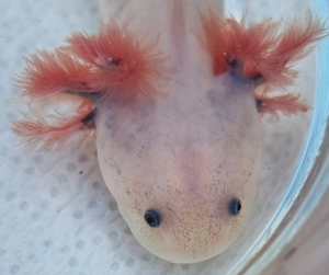 Axolotl Bild 5