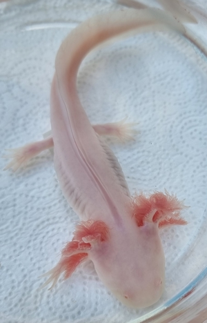 Axolotl Bild 8