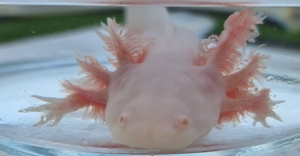 Axolotl Bild 6