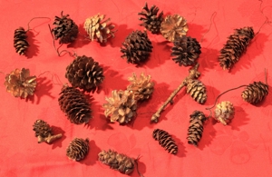 20 Tannenzapfen - teilweise mit Goldlack oder Drahtfäden versehen