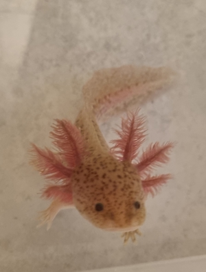 Axolotl Jungtiere Copper melanoid axantisch von November 2022