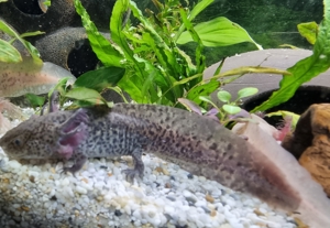 Axolotl Jungtiere Nachzuchten von November 2022 Bild 6