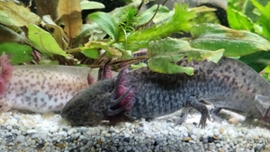 Axolotl Jungtiere Nachzuchten von November 2022 Bild 1