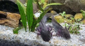 Axolotl Jungtiere Nachzuchten von November 2022 Bild 5