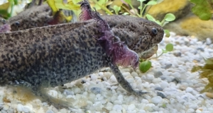 Axolotl Jungtiere Nachzuchten von November 2022 Bild 9