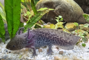 Axolotl Jungtiere Nachzuchten von November 2022 Bild 3