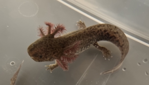 Axolotl Jungtiere Nachzuchten von November 2022 Bild 19