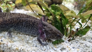 Axolotl Jungtiere Nachzuchten von November 2022 Bild 8