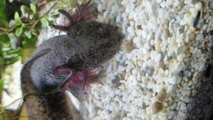 Axolotl Jungtiere Nachzuchten von November 2022 Bild 14
