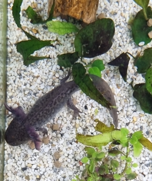Axolotl Jungtiere Nachzuchten von November 2022 Bild 4