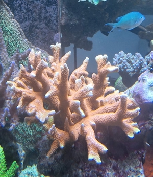 Montipora Bubble Gum verschiedene Größen