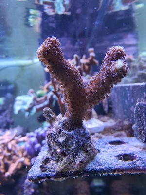 Stylophora pistillata Milka Koralle