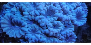 Caulastrea Mint Bild 2