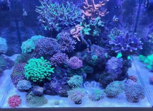 Caulastrea Mint Bild 3