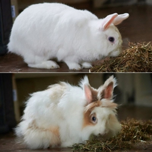 Tusnelda & Hoppel Mo - 3 Jahre 6 Monate - Kaninchen - Tierhilfe Franken e.V.