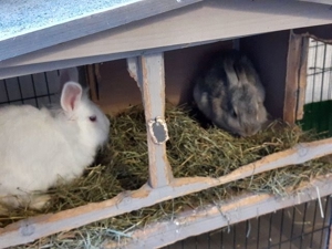 Pflegeplatz für Hasen/Kaninchen dringend gesucht! Bild 2
