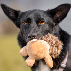 Mobby, 2 Jahre 10 Monate - Mischling - Tierhilfe Franken e.V.