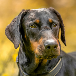 Neo, 6 Jahre - Europäischer Dobermann - Tierhilfe Franken e.V.